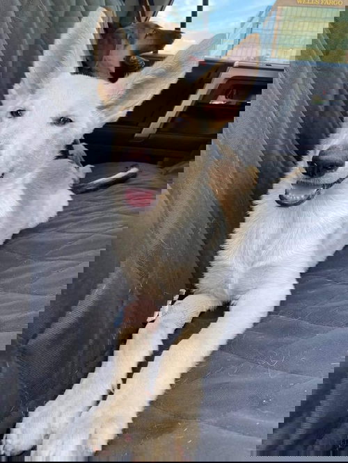 Gemini 2194