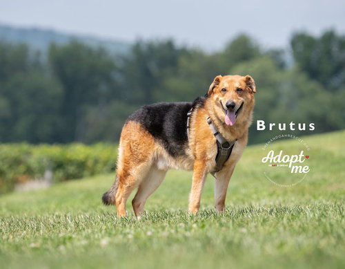 Brutus 2196