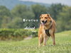 Brutus 2196