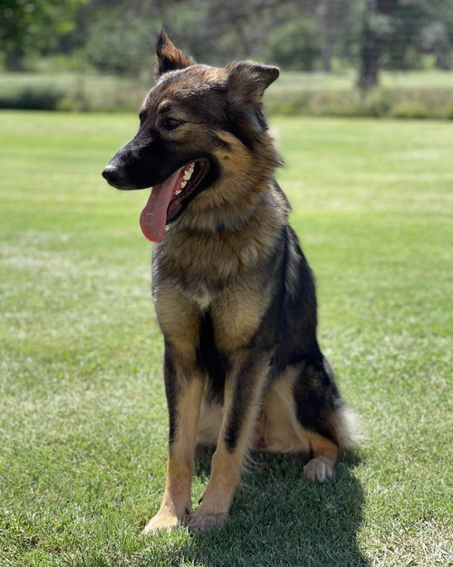 Dutchess 2202