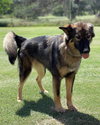 Dutchess 2202