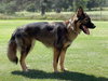 Dutchess 2202