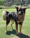 Dutchess 2202