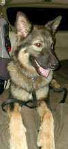 Dutchess 2202