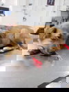 Tess (Teagan) 2207