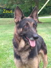 Zeus 2209