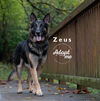Zeus 2209