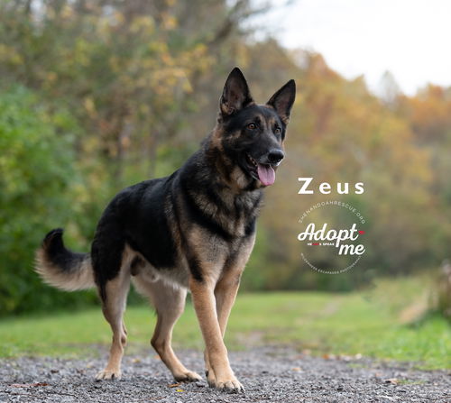 Zeus 2209