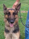 Coco 2210