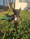 Bruce 2215
