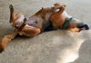 Ellie May 2219