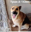Tyson 2236