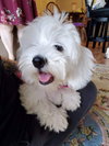 Sweetie Pie 2224
