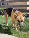 Kirby 2277