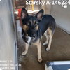 Starsky 2329