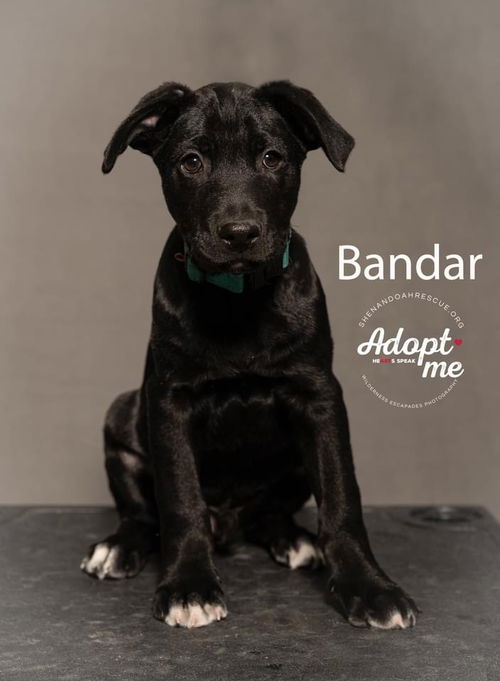 Bandar 2348