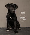 Bari 2349