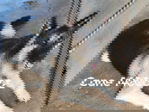 Cane 2362
