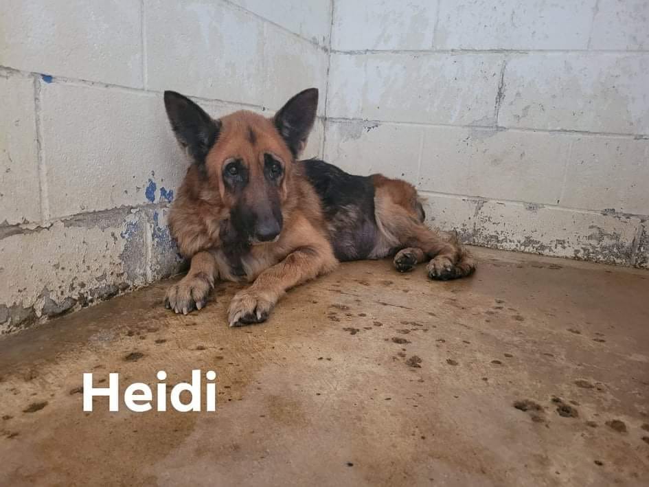 Heidi Pearl 2363