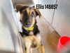 Ellis 2384