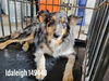 Idaleigh 2386