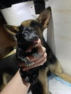 Lakeland 2443 (puppy)