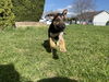 Lakeland 2443 (puppy)