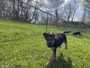 Lakeland 2443 (puppy)