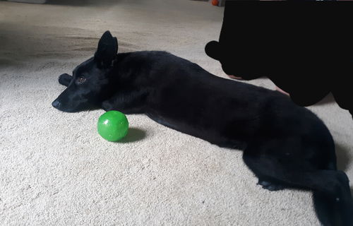 Bongo 2450