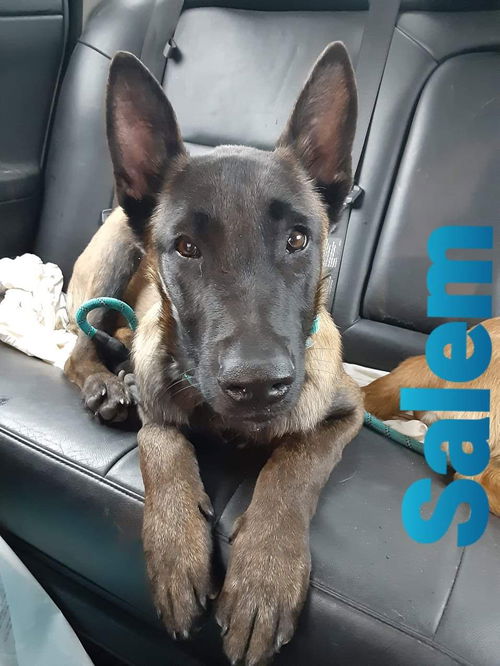 Salem 2476