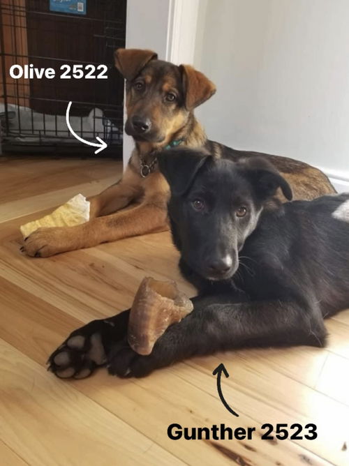 Olive 2522