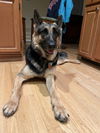 Zira 2578