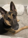 Zira 2578