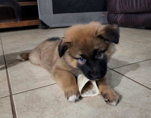 Nala 2587