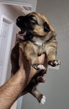 Nala 2587