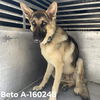 Beto 2590