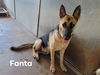 Fanta 2599