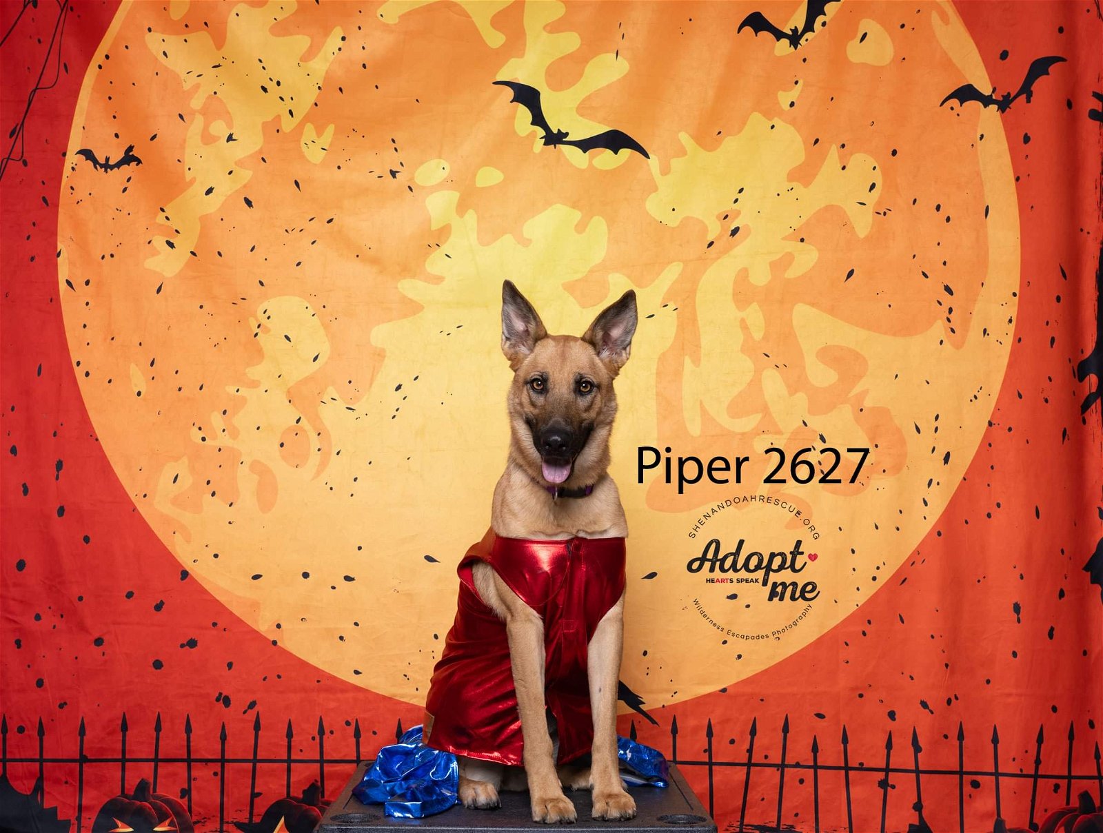 Piper 2627