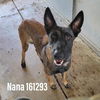 Nana 2629