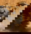 Goiabada 2642