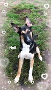 Neil 2654