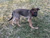 Hershey 2665