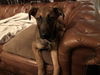 Hershey 2665