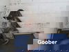 Otto (Goober) 2673