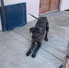 Otto (Goober) 2673