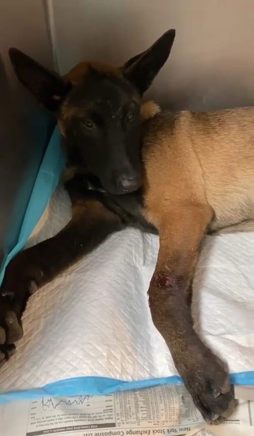 Braxton 2685 Adoption Pending