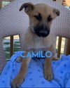 Camilo 2696