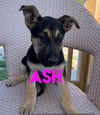 Ash 2697