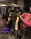 Phoebe 2724