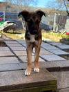 Phoebe 2724
